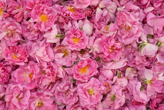 About Us page component.